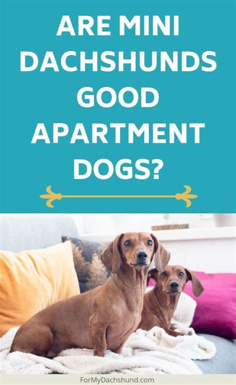 Here are some pet suggestions that might help you pick a pet. Are Miniature Dachshunds Good Apartment Dogs? in 2020 ...