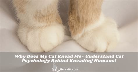 It's unclear why cats knead, but a number of hypotheses exist. Why Does My Cat Knead Me- Understand Cat Psychology Behind ...