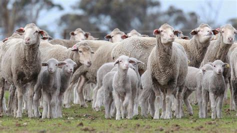 Lamb definition change on way | The West Australian