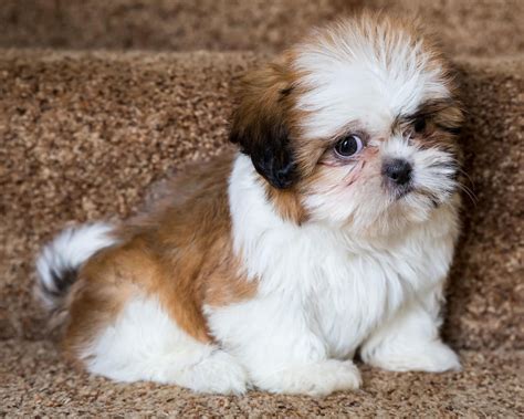 I have four really cute black and white shitzu puppies that are all boys that are about ten weeks old. Shih Tzu Puppies For Sale | Portland, OR #273132 | Petzlover