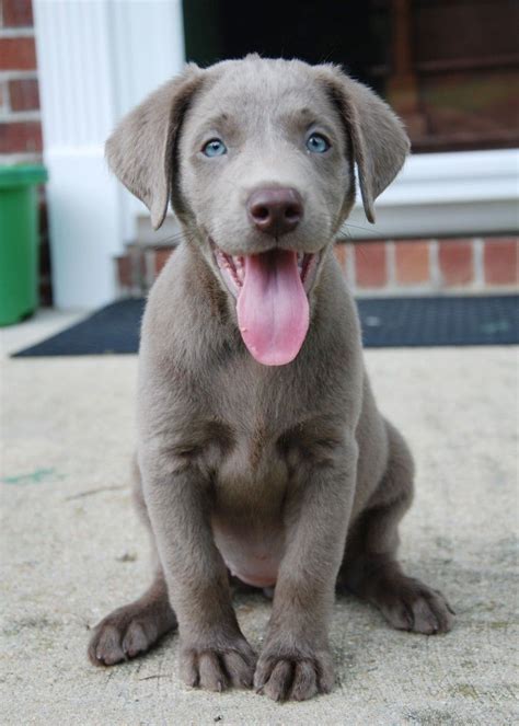 Check out our yellow lab puppy selection for the very best in unique or custom, handmade pieces from our shops. Silver Lab Puppy, torn between black or grey