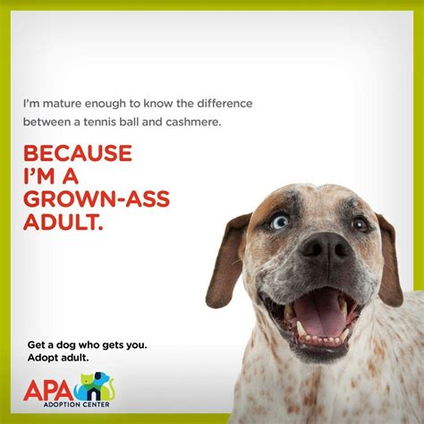 Saint louis county animal pet adoption center and animal care and control has a big job, to ensure that pets and people live together in safety and harmony and that all pets receive proper care and housing. Pet adoption center by Robbyj Bridwell on Funny Banners ...