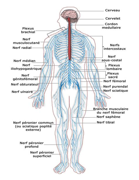 The central nervous system (cns) is comprised of the brain and spinal cord. Nervous system diagram french - /medical/anatomy/nervous ...