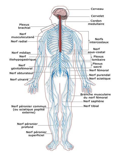 Efferent nerves in the pns carry signals the central nervous system is composed of blank tissue in the blank and blank. Nervous system diagram french - /medical/anatomy/nervous ...