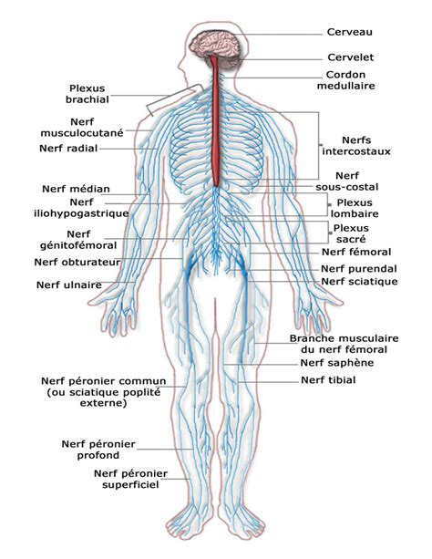 Includes components of the central nervous system and peripheral nervous system. Nervous system diagram french - /medical/anatomy/nervous ...