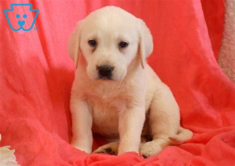 This breed began from a fishing dog known as the st. Lola | Labrador Retriever - English Cream Puppy For Sale ...