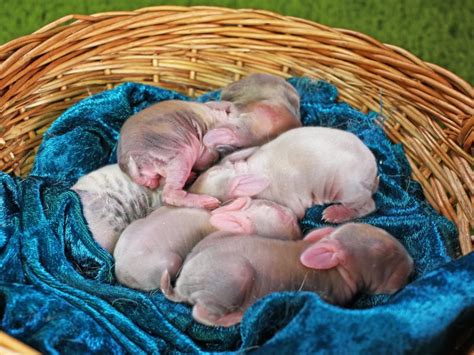 How many rabbits in a litter? Will Bunnies Eat Their Babies? - SimplyRabbits - Rabbit care