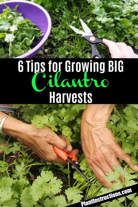 Cut up to 2/3 of the leaves each week, as this will encourage the plant to keep growing. 6 Tips for Growing Cilantro - Plant Instructions