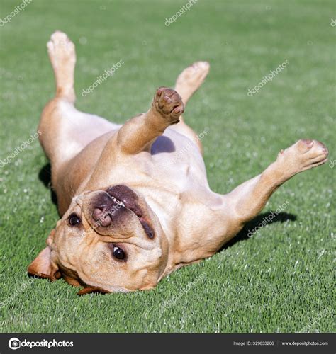 See more of northern california french bulldog club on facebook. French Bulldog Rolling Goofing Backyard Northern ...