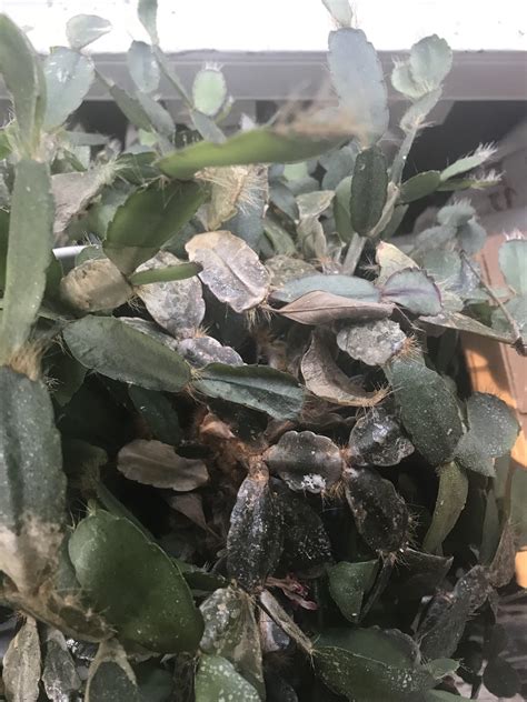 How can i save it? Can anyone tell me what's going on with my mothers and ...