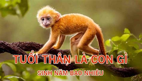 Người tuổi ngọ bao gồm những năm sinh sau: Tuổi Thân là con gì? Người tuổi Thân sinh năm bao nhiêu?