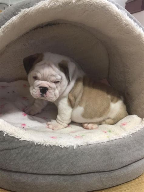 He is also mischievous and slightly stubborn. English Bulldog Puppies For Sale | Hanover, PA #80505