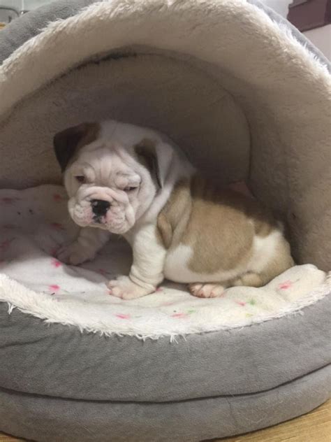 All puppies are brindle and white. English Bulldog Puppies For Sale | Hanover, PA #80505