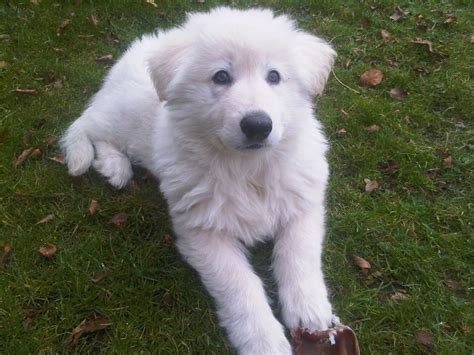 The most common long hair shepherd material is bronze. White Long Haired Chunky German Shepherd Pups | Harrogate ...