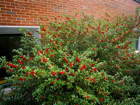 We have a large holly bush in our garden. Blue Maid Holly Bushes For Sale | The Tree Center™