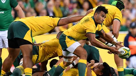 The size of a wallaby can vary significantly based on location. Australia v Ireland, Wallabies team news: Will Genia says ...