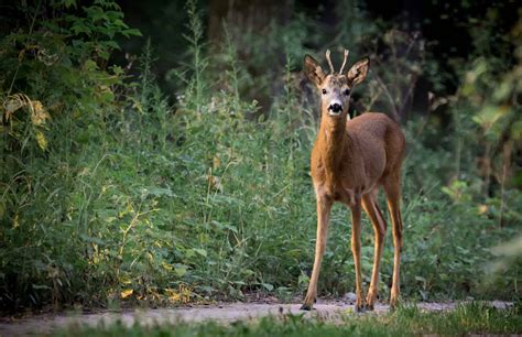 Sie sind, im verhältnis zum. Rehe aus dem Garten vertreiben - nachgeharkt