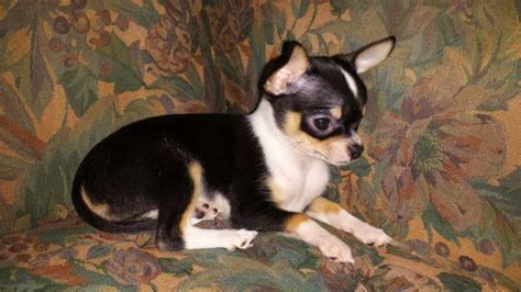 Uptown puppies offers a free puppy finder service that connects responsible, ethical breeders with responsible, ethical buyers in oregon. Adorable AKC chihuahua Puppy for Adoption ready for her forever home for Sale in Birkenfeld ...