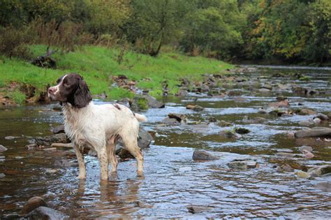 You'll find information on all of the dog friendly cabins, beach houses, cottages, and condos that are available for short and long term rentals here. Dog Friendly Log Cabins with Hot Tubs | Hidden River Cabins