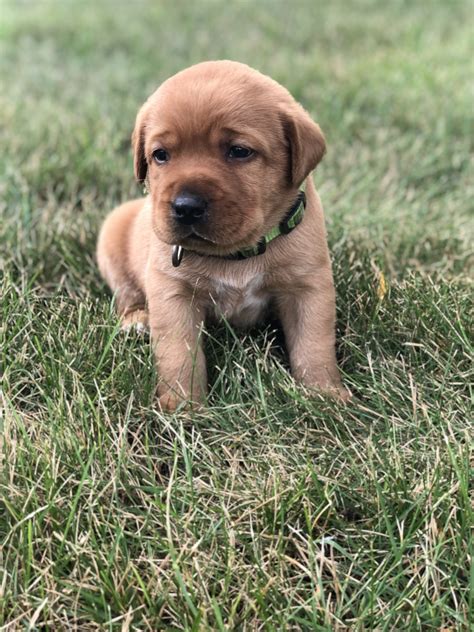) ***** sophie and logi litter born on thanksgiving 2019. Labrador Retriever Puppies For Sale | Urbana, OH #279933