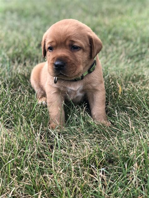 Adopters must fill out an adoption application, visit with the animal when someone is breeding puppies or breeding kittens, they are creating new dogs and cats who need homes. Labrador Retriever Puppies For Sale | Urbana, OH #279933