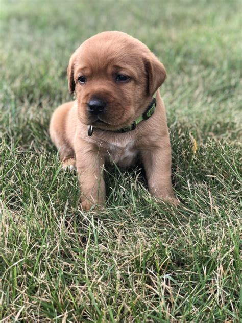 Certified pedigree fox red labrador kennel puppies for sale.great hunting and family dogs.stud available too. Labrador Retriever Puppies For Sale | Urbana, OH #279933