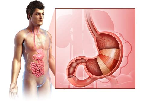 Parts of the body girl. Illustrated Anatomy of the Stomach