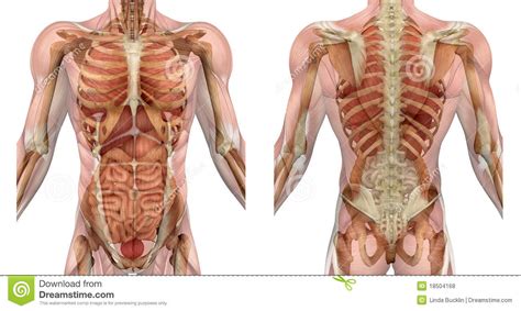 Muscles of the torso indicated by color. Male Torso Front And Back With Muscles And Organs Stock ...