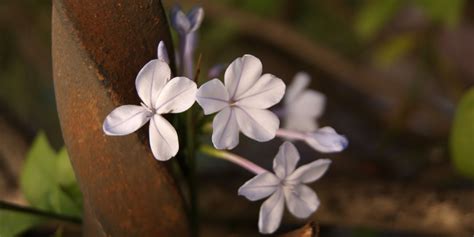 To get bloom, you need to have the objects to bloom be set to a brighter color than the rest of the scene, and have the bloom threshold set correctly. Propagating plumbago - how to get more of these blue wonders!