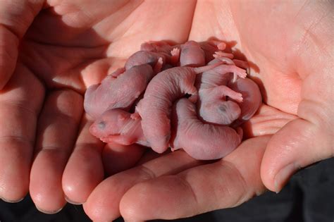 How many babies does a ginnie pig have a year? Santa Barbara Skinny Pigs