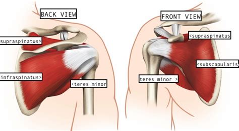 It supports soft tissues in the groin as well as the external abdominal oblique muscle. anatomy4fitness: January 2013