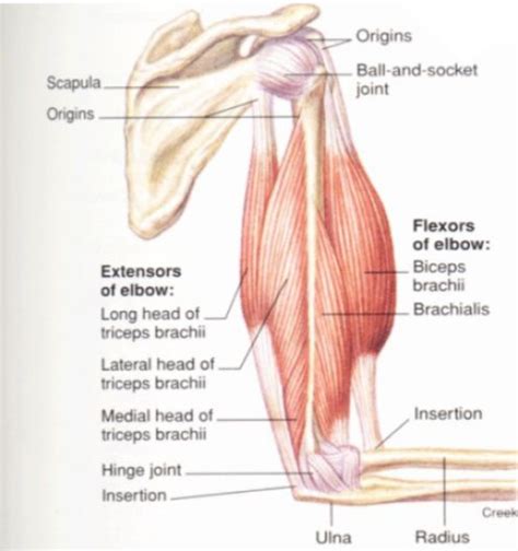 The long head originates just above the shoulder socket on the scapula and blends with the short head onto the radius bone of the forearm. female arm muscle diagram - Google Search