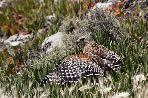 The bird b gone hawk decoy is the first red tailed hawk decoy available in today's market and is used the same way as owl decoys to scare birds from open areas. Red-Shouldered Hawk trying to catch a ground squirrel | Flickr