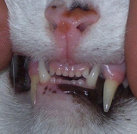 Cats · 9 years ago. Cat Dental Care: Stop Oral Disease Like A Boss (9 EASY STEPS)