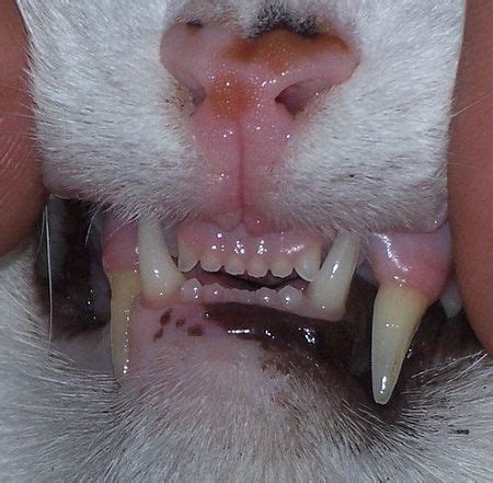 Cats · 9 years ago. Cat Dental Care: Stop Oral Disease Like A Boss (9 EASY STEPS)