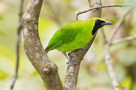 Thailand is an active member of asean and has developed close ties with its other members: 5478. Greater Green Leafbird (Chloropsis sonnerati ...