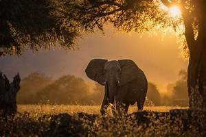 Looking, At, Viewer, Photography, Nature, Elephant, Trees