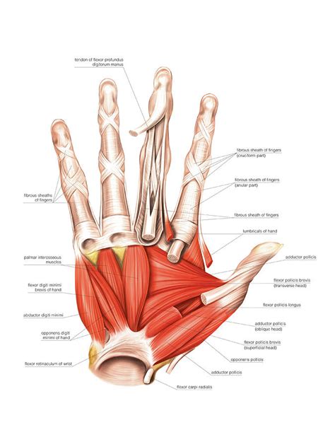 Thenar adductor hypothenar palmar interosseous (3) dorsal interosseous (4) thenar and adductor muscles arrangement of hypothenar muscles in layers from deep to superficial: Muscles Of The Hand Photograph by Asklepios Medical Atlas