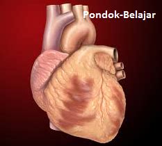 Pada dasarnya, jantung terbagi menjadi empat ruang, yaitu. Mengenali Gejala Awal Penyakit Jantung - Pondok Belajar