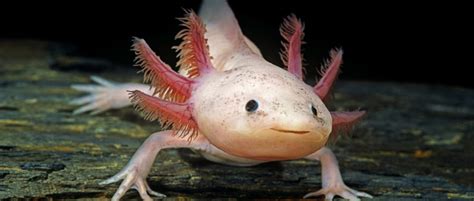 As such, it is essential to prepare in advance for the reality of. How Much Do Axolotls Cost? - Fondpets