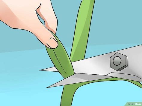 Orchids produce beautiful blooms, but they require pruning once the flowers fall off. How to Prune Orchids | Pruning orchids, Orchids, Lucky ...