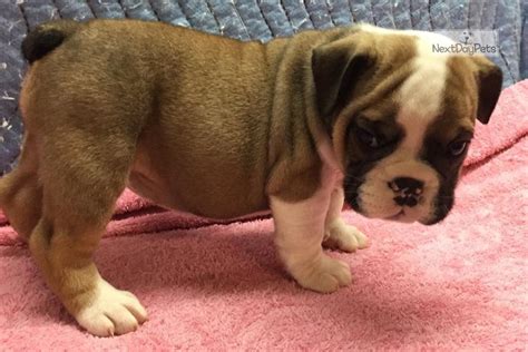This is certainly not an exhaustive list, but here are a few of the most popular dog breeds Coco: English Bulldog puppy for sale near Tulsa, Oklahoma. | 01152b04-df01