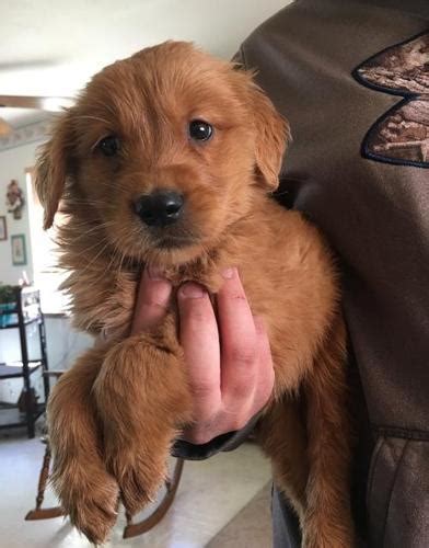 She was used for breeding for all her life. Golden Retriever Puppy for Sale - Adoption, Rescue for ...