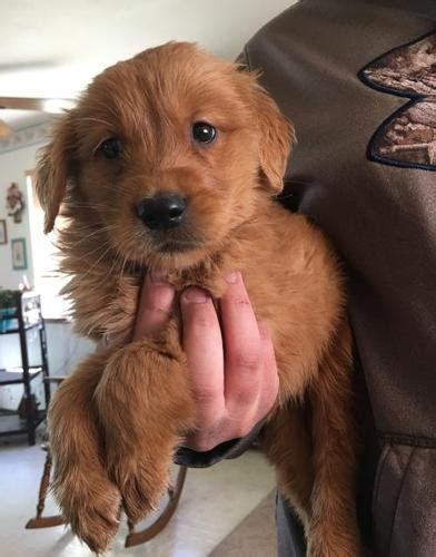 Our puppies are vet checked, and receive their first vaccination prior to going home. Golden Retriever Puppy for Sale - Adoption, Rescue for ...