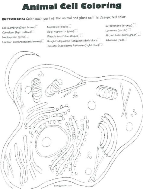 Dna replication and rna transcription and translation. Transcription and Translation Worksheet Key