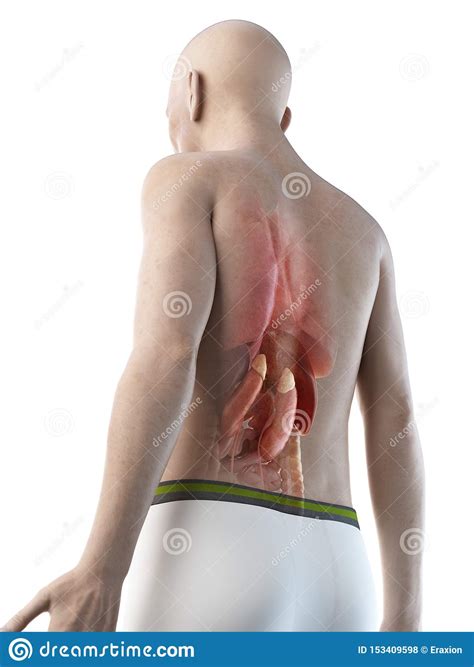 Select from premium human internal organ images of the highest quality. An Old Mans Internal Organs Stock Illustration ...