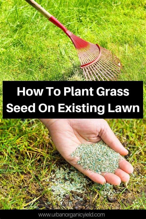 We did not find results for: How To Plant Grass Seed On Existing Lawn | Planting grass ...