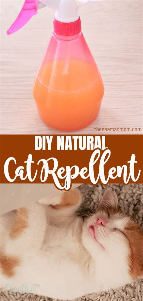 A great cat repellent safely keeps cats under control. Natural Cat Repellent For Home & Garden | Easy Peasy ...