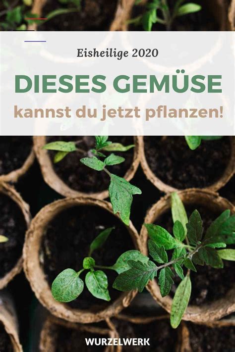 Die gedenktage sind nur eine grobe orientierungshilfe. Eisheilige 2020: Wann sie sind und was es danach im Garten ...