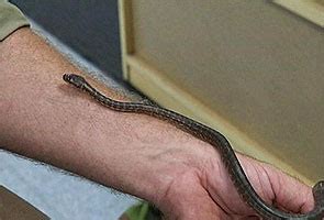 Sebagai rumusannya, kajian ini mendapati: Sarang ular dijumpai di pusat penjagaan kanak-kanak ...